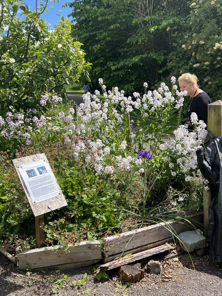 Cardiology Ward Garden